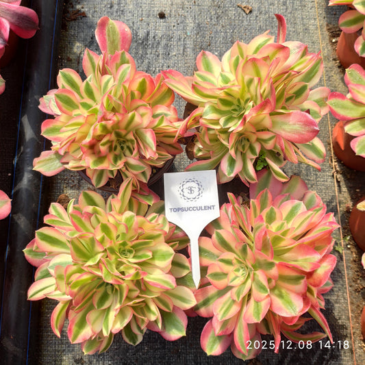 21965 アエオニウム　ウィッチ（12cm pot）