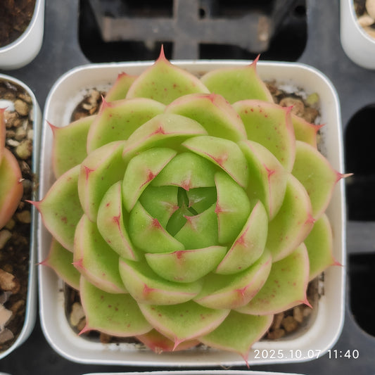 XQ1429 グリーン　ジェイドHyb（7cm pot）