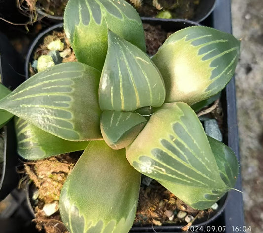 13148 ハオルシア　ムチカ