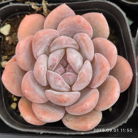 QN209 オレンジモンロー（5.5cm pot）