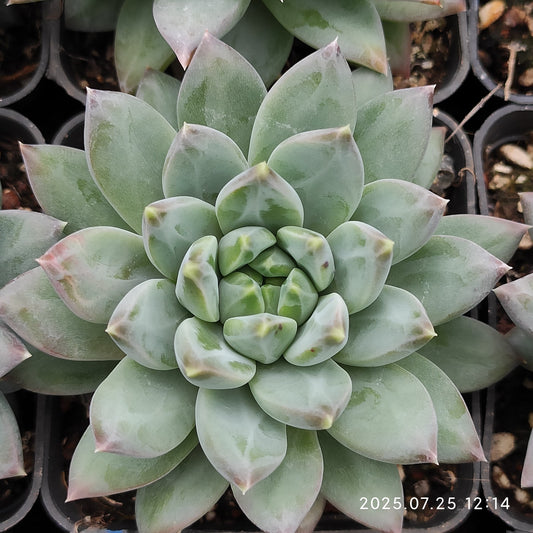 NGN601 ダークモンスター （9cm pot）