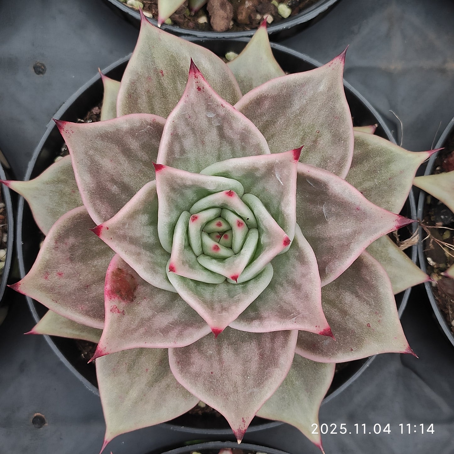 22269 スターズ錦（11cm pot）