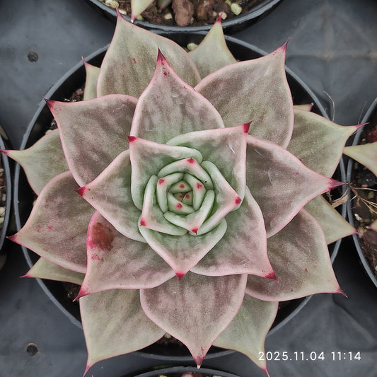 22269 スターズ錦（11cm pot）