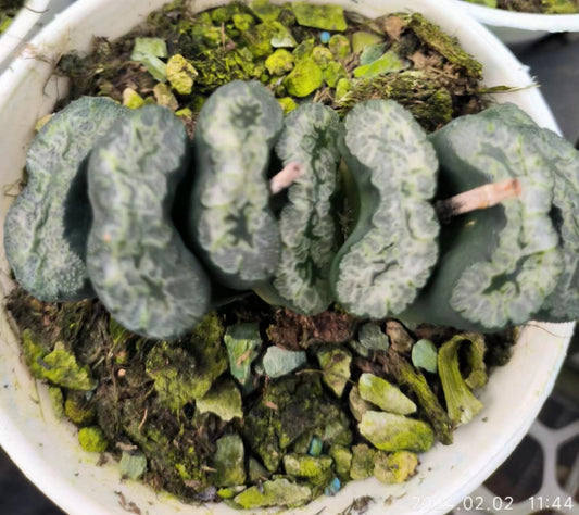 1458 金子青竜カネコセイリュウ（6.5cm pot）