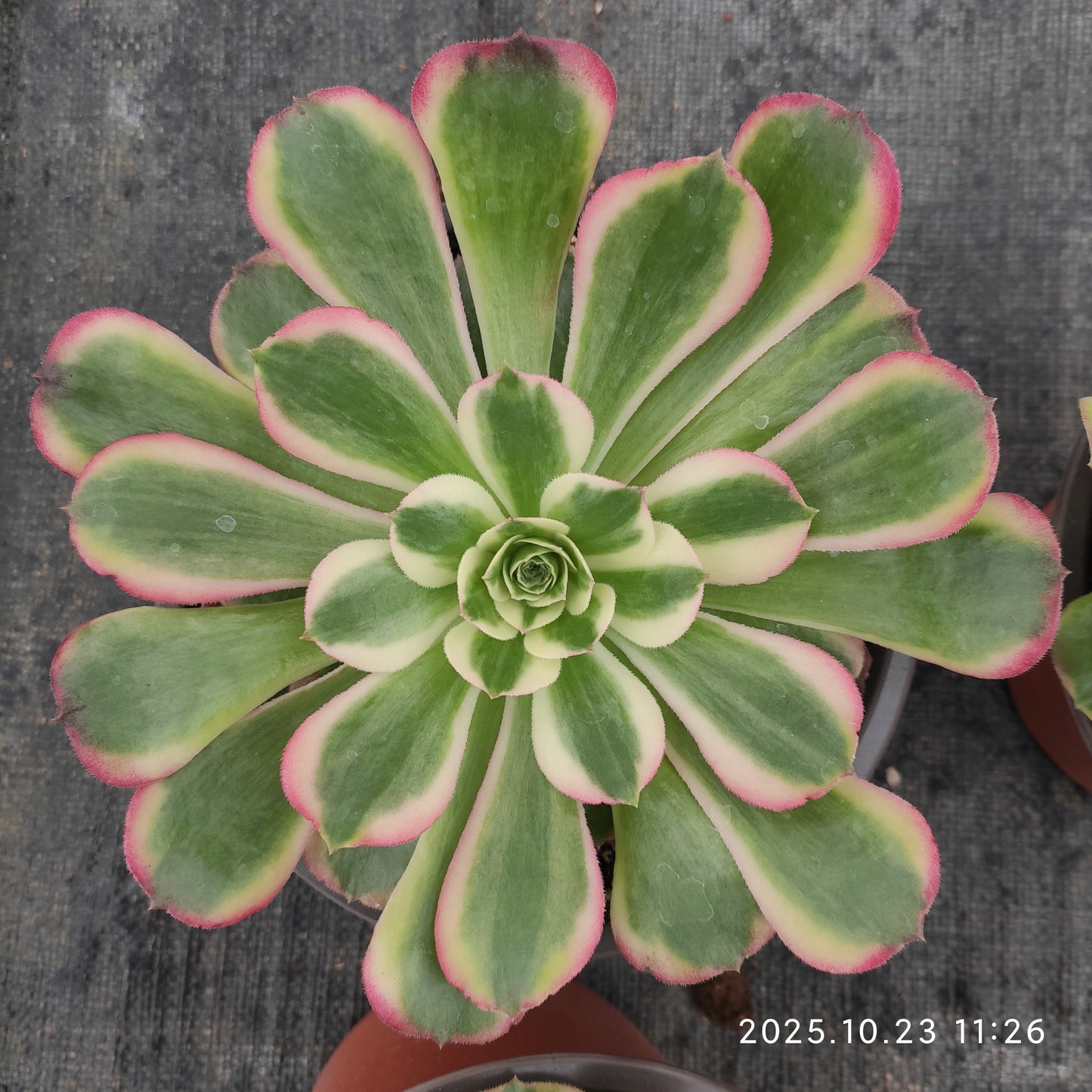 THEH032 アエオニウム　ゴージャス（12cm pot）