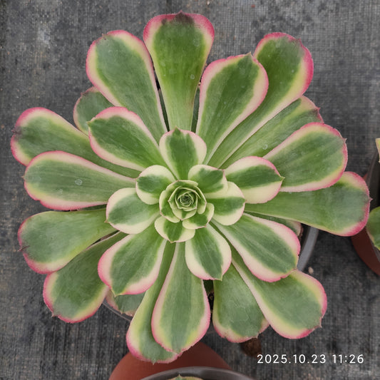 THEH032 アエオニウム　ゴージャス（12cm pot）