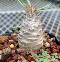 FGY004 パキポディウム グラキリス (2cm pot)葉がなし