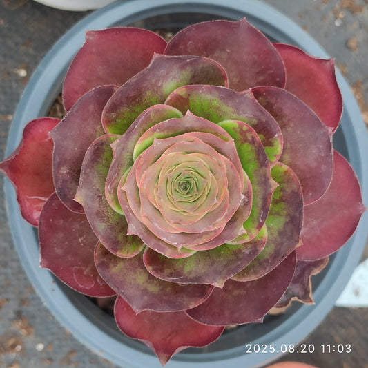 YF405 チャーム　ゴールド （15cm pot）