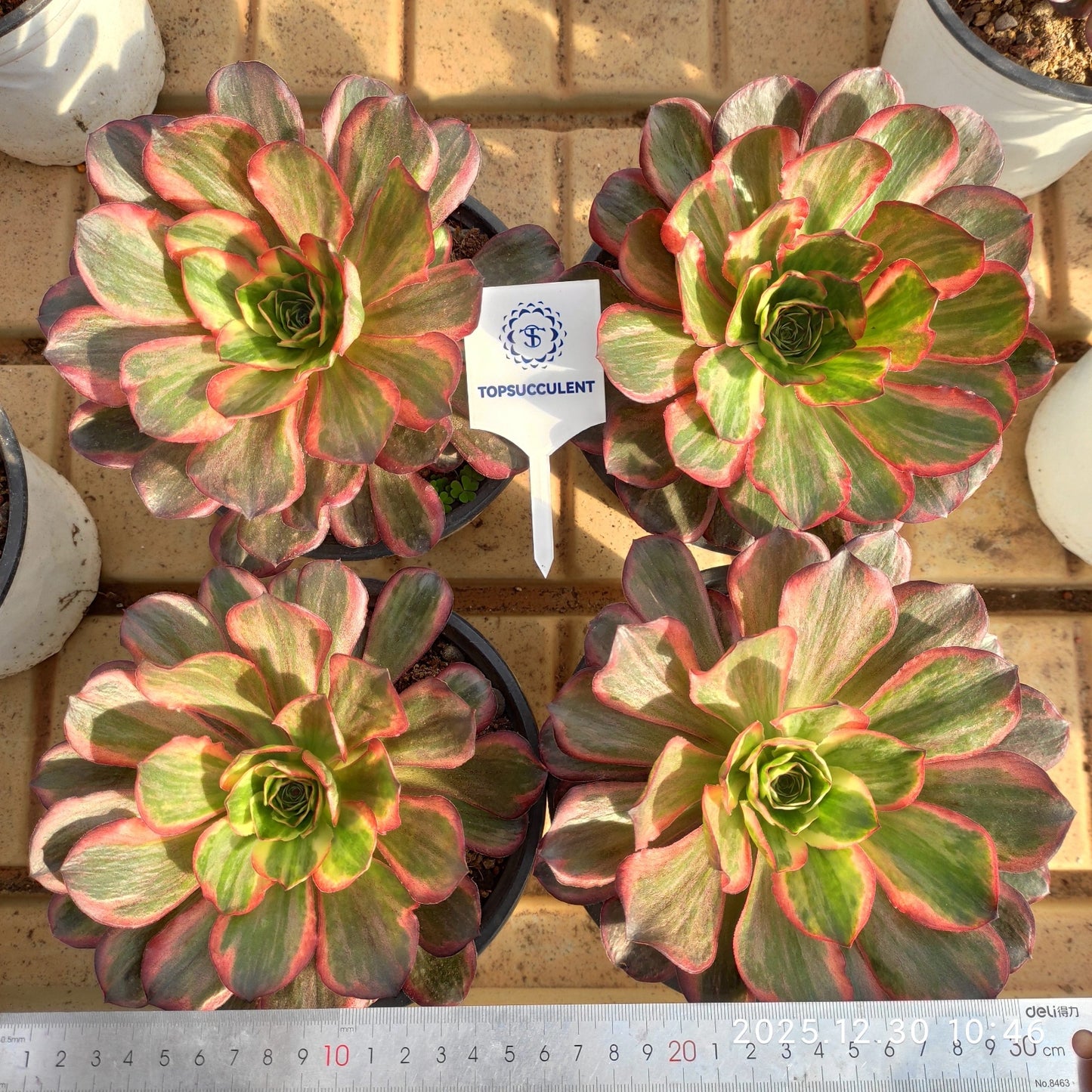 24036 チャーム　ゴールド