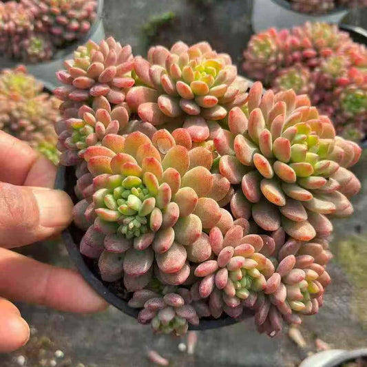 23652 ストローブレ　ムース（12cm pot）