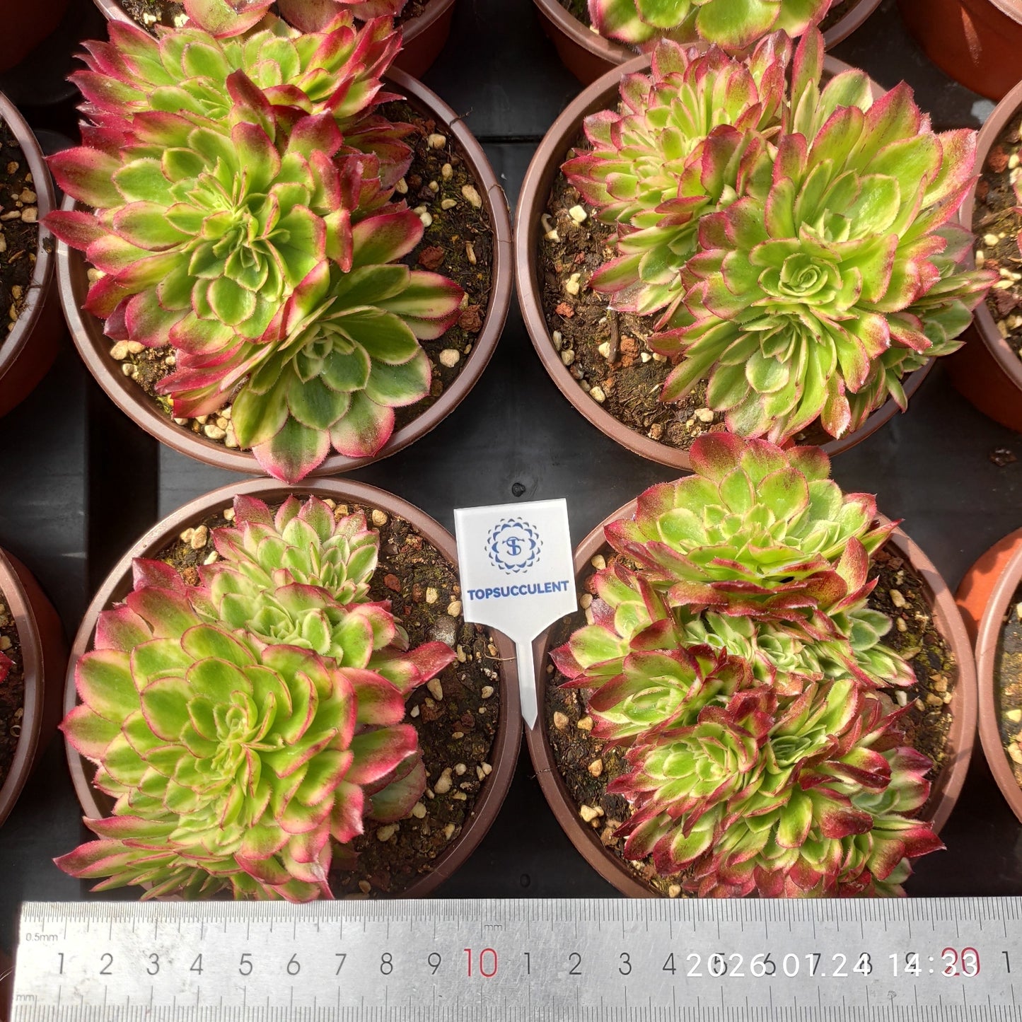 25495 ミリオン　ワイト綴化