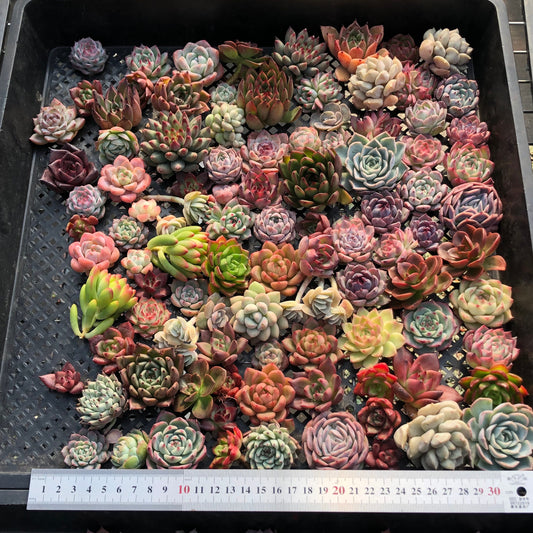 17856 ミックス苗（3cm pot）(穴トレー苗)25