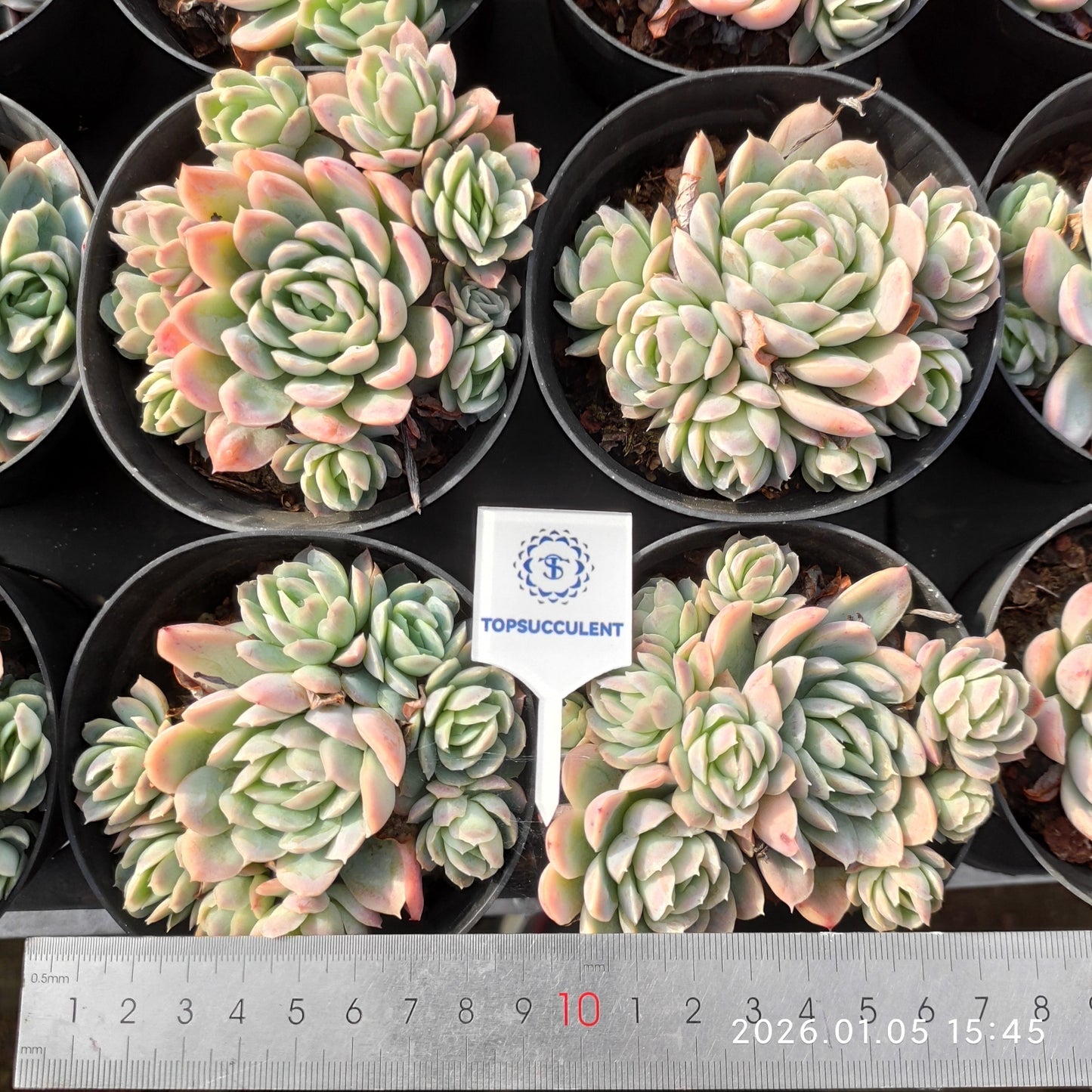 24317 アイス ポイント