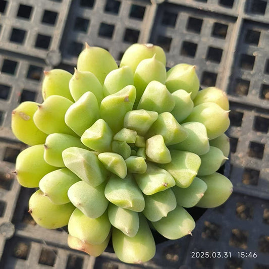 HH106 アイリッシュミント（6.5cm pot）