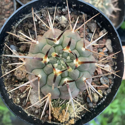 ZL488 スキケンダントジー（5.5cm pot）