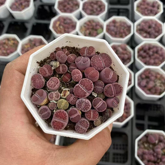 YNLH025-POT ムラーサーキー　キカショジョック（8cm pot）