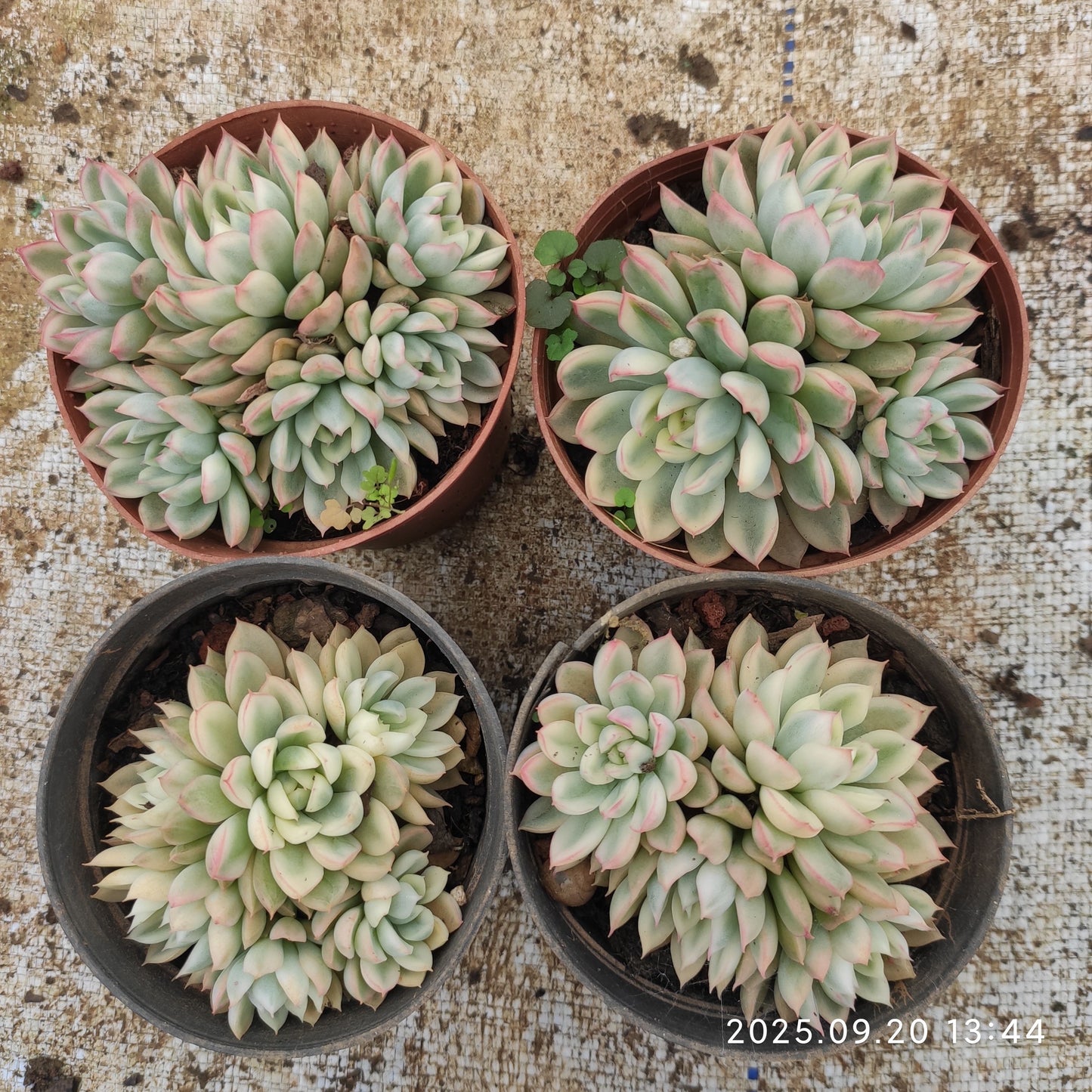 XY115 女雛錦（9cm pot）