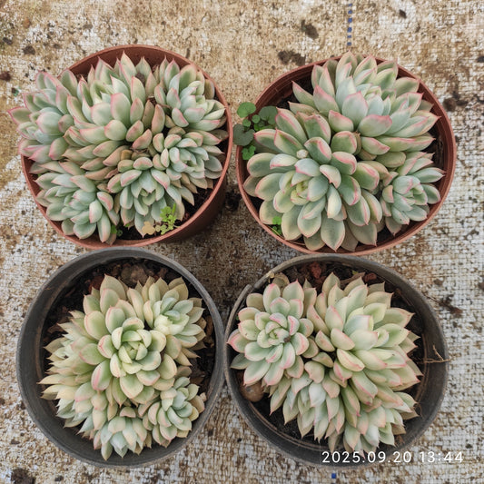 XY115 女雛錦（9cm pot）