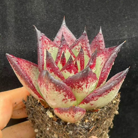 BL2006 エボニー（7cm pot）