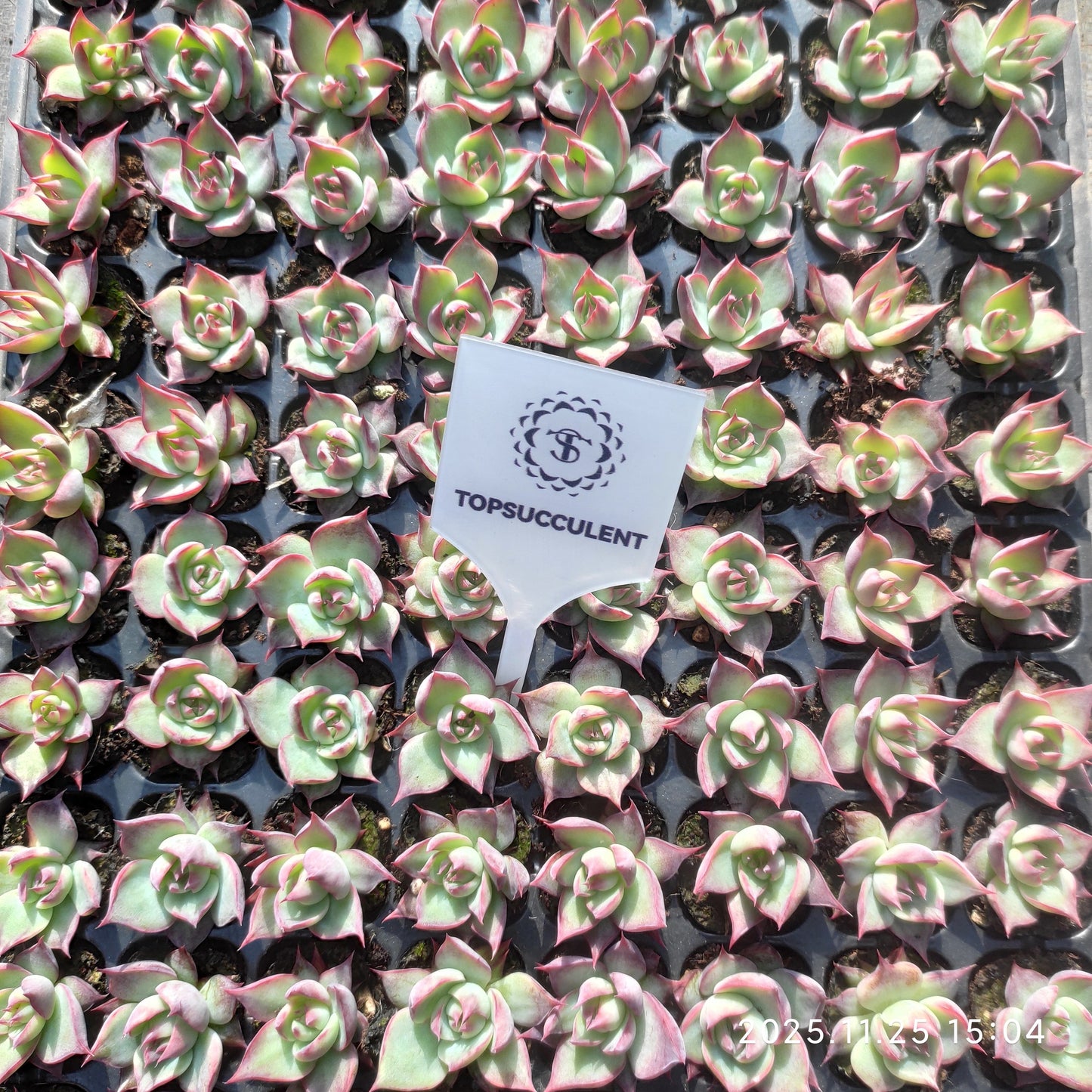 220681 カシオ（3cm pot）（ポット苗）