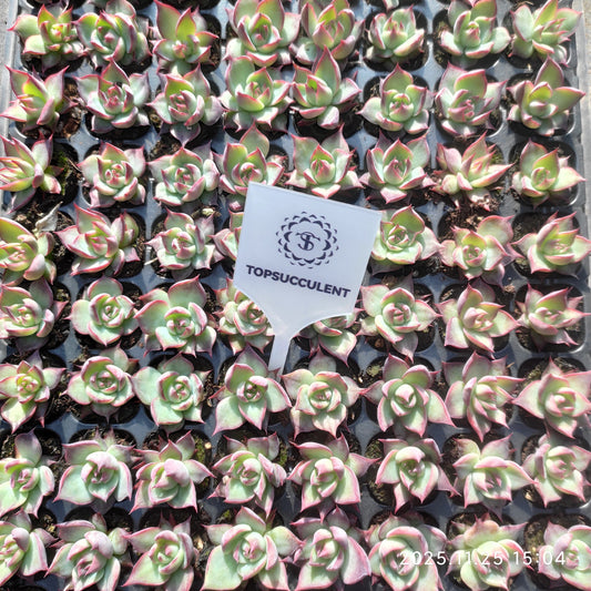 220681 カシオ（3cm pot）（ポット苗）