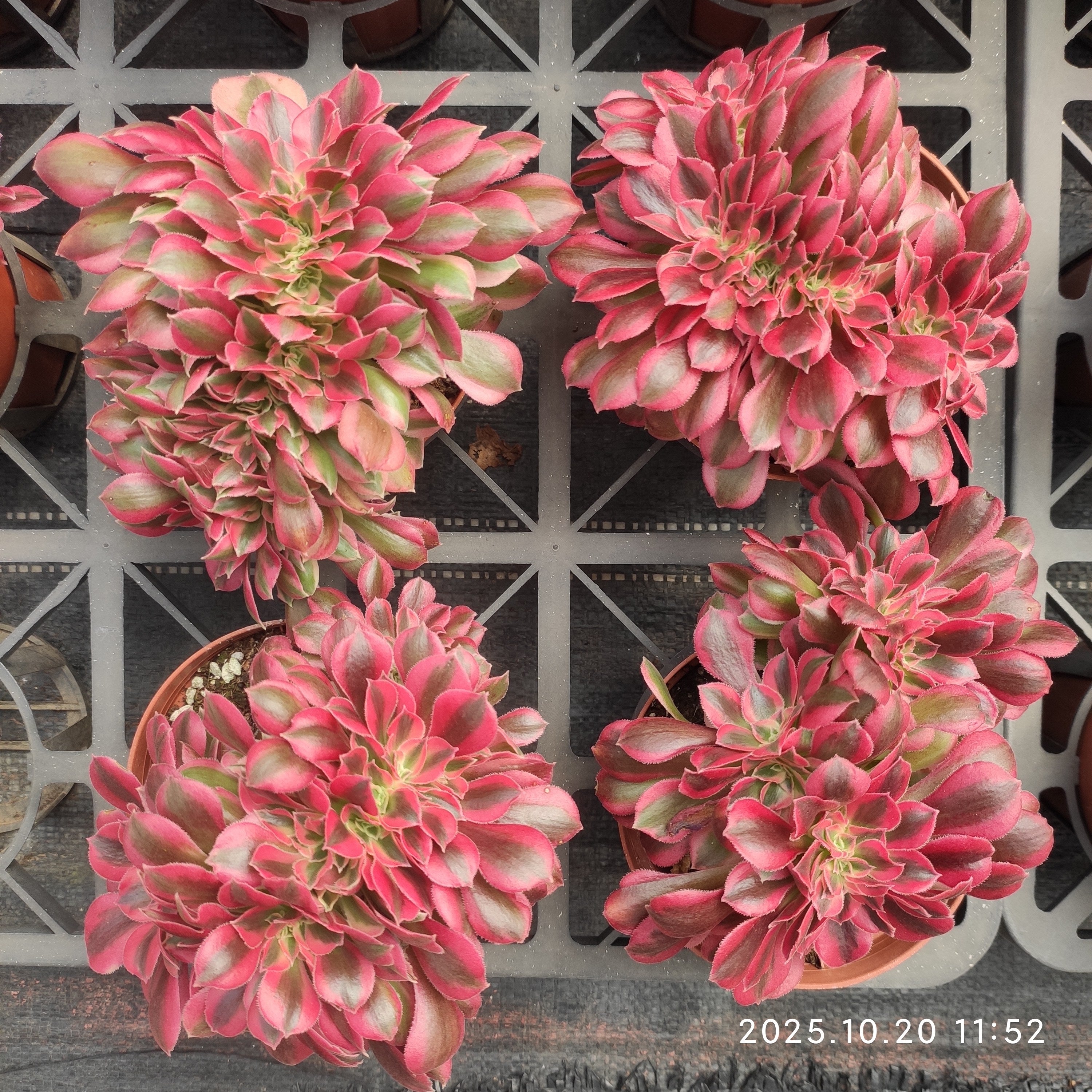 ダークローリー 1カット 中苗 アエオニウム ダークローリー 1カット 中