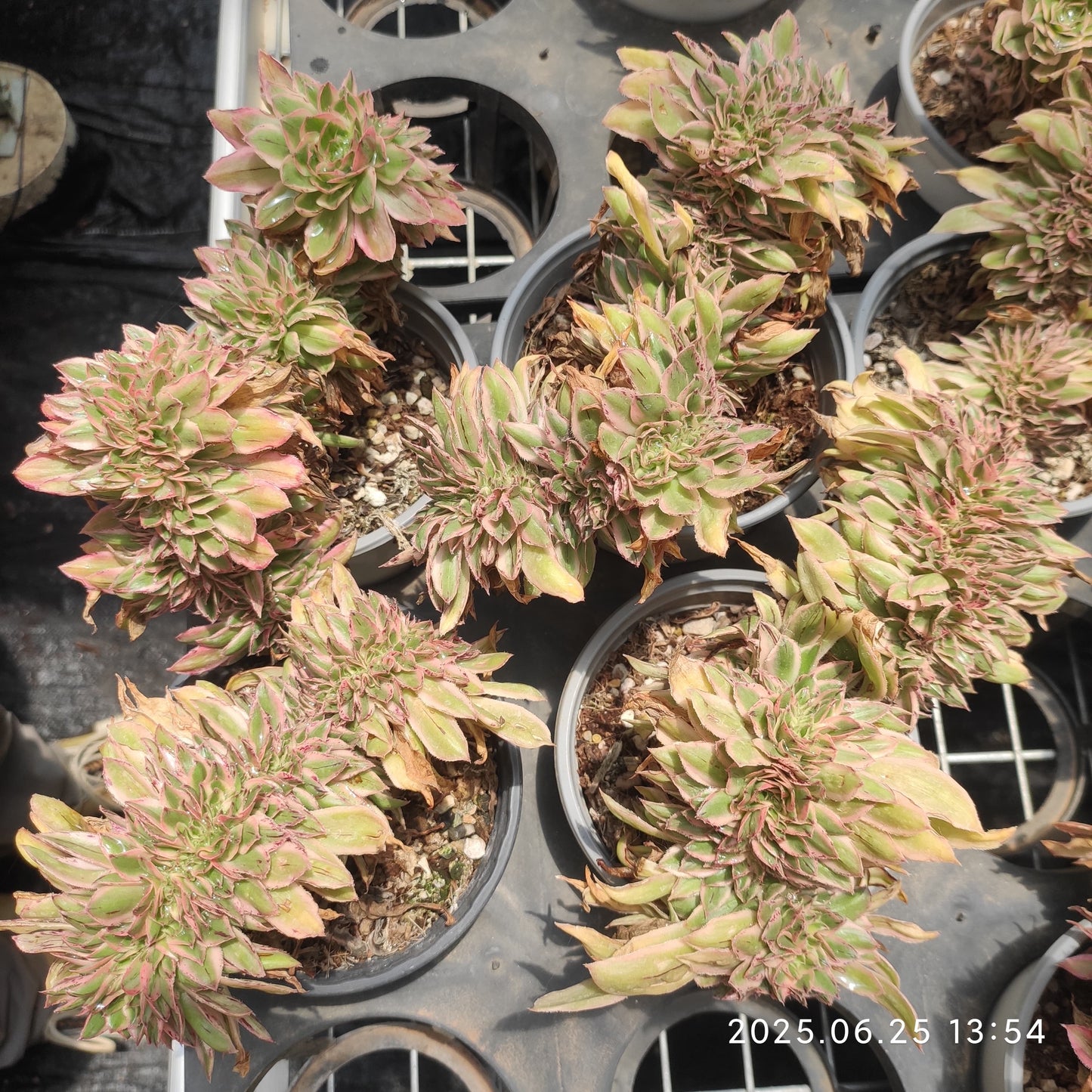 ON568 グリーン　ロータス 綴化（15cm pot）