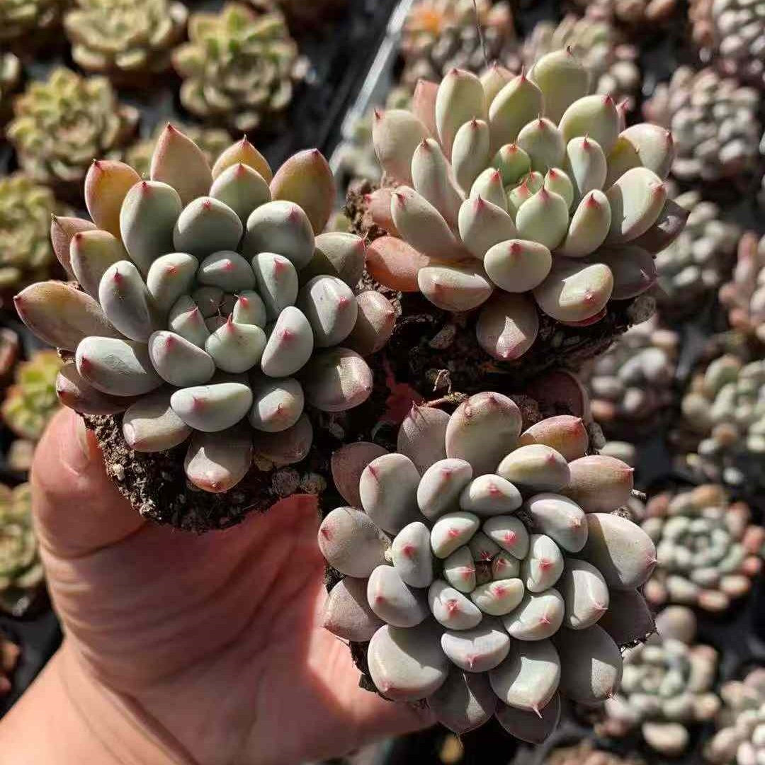 23583 エーンジェルズ　フィンガーHyb（3cm pot）