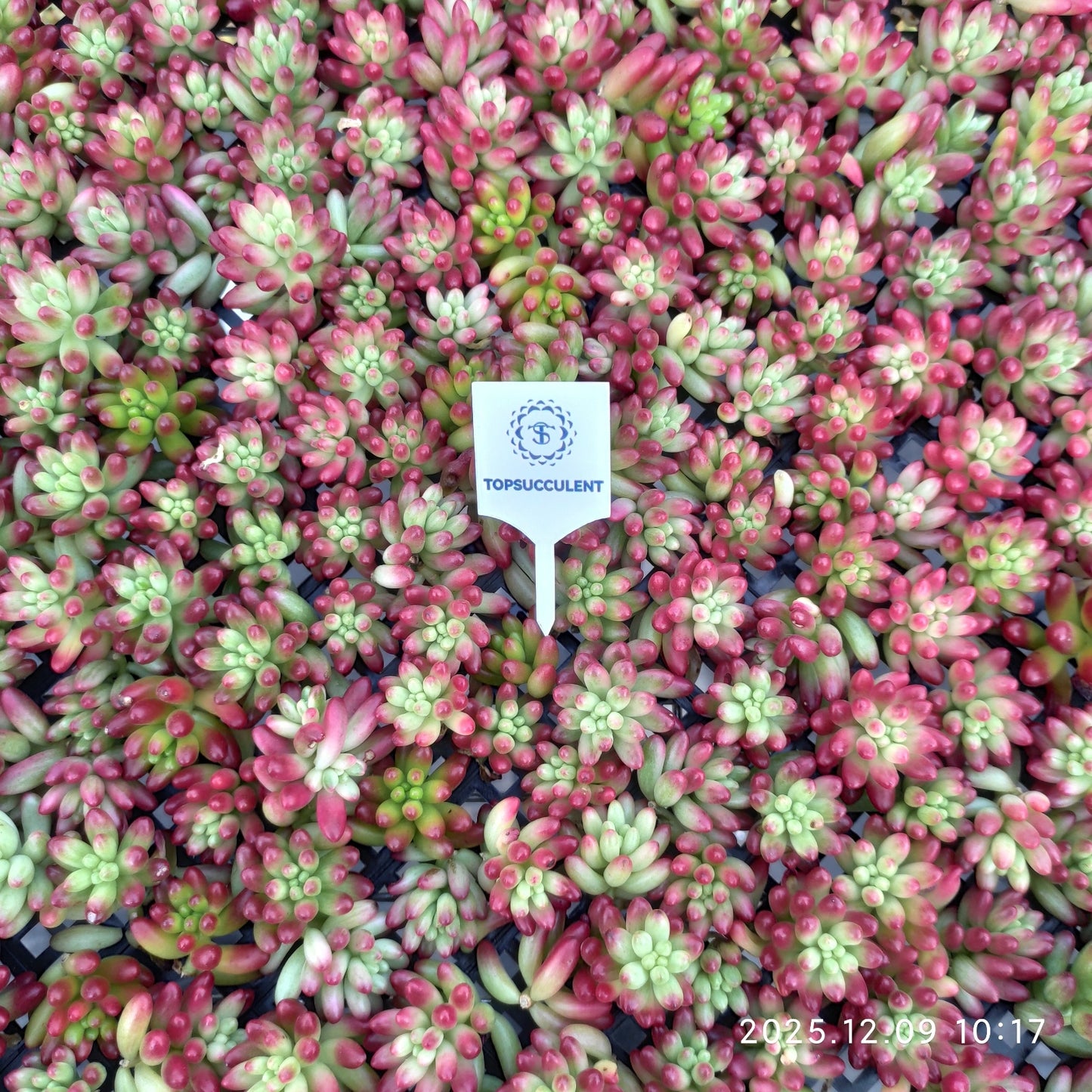 220751 クラウセン錦（カット苗）