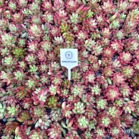 220751 クラウセン錦（カット苗）