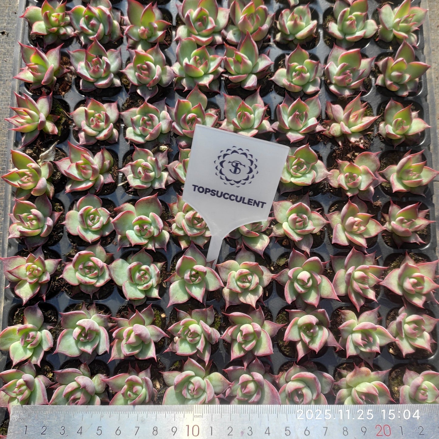 220681 カシオ（3cm pot）（ポット苗）