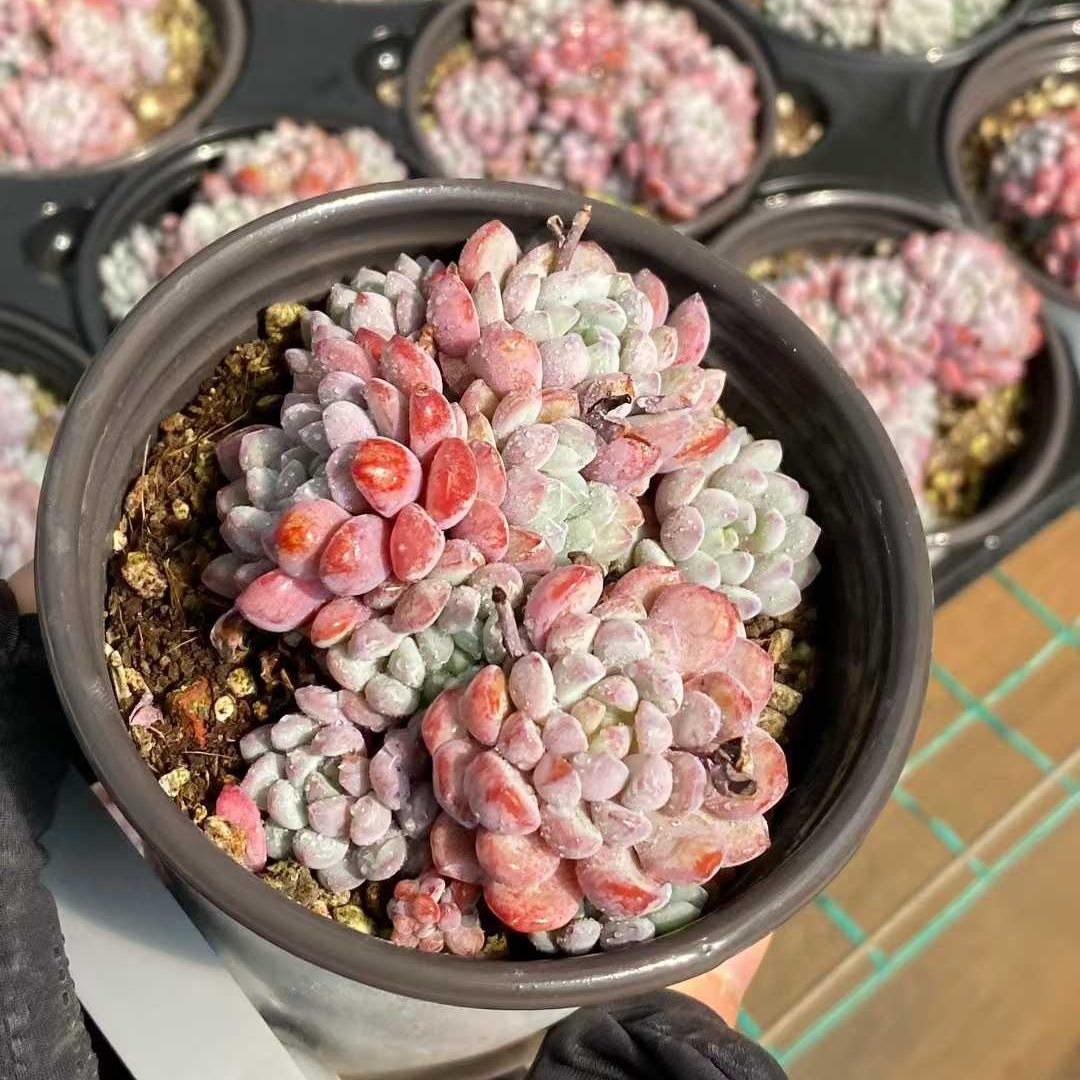精選 群生苗一覧 – Top Succulent®