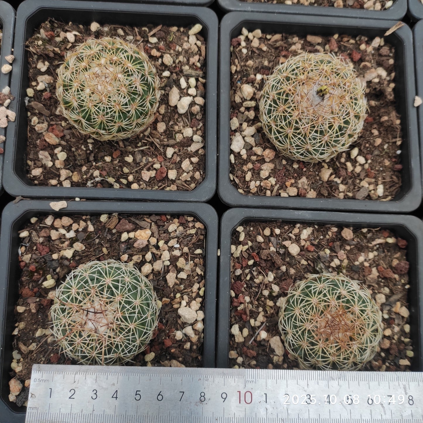 DMC063 コリファンタ　コンパクタ（9cm pot）