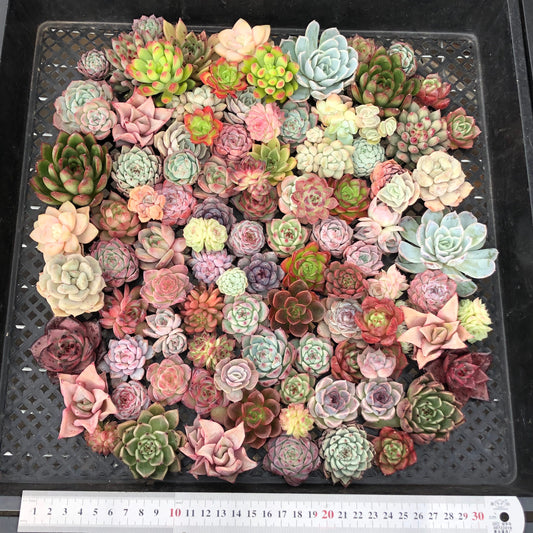 17856 ミックス苗 (穴トレー苗) 10