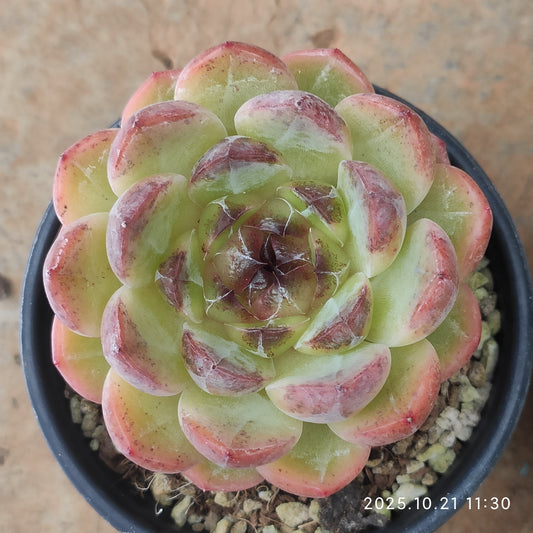 MMY1295 ディープ　フォレスト（9cm pot）