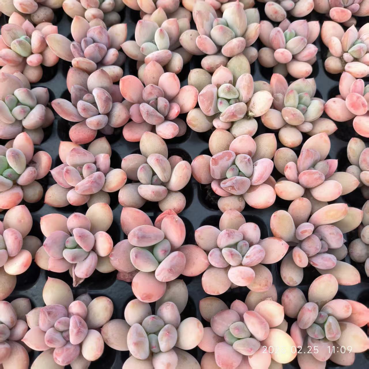 XS979 Echeveria Milk Rainbow