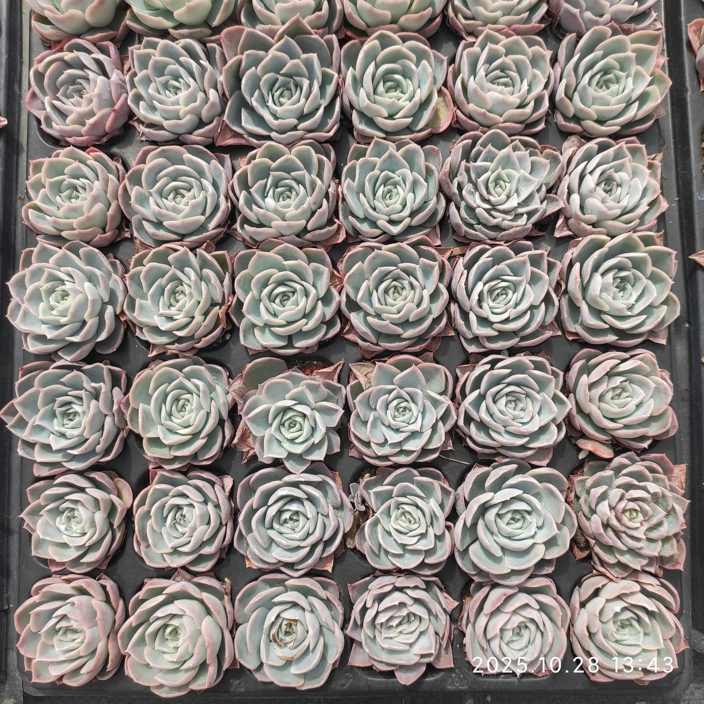 22200  ホーゼーライン（3cm pot）（ポット苗）