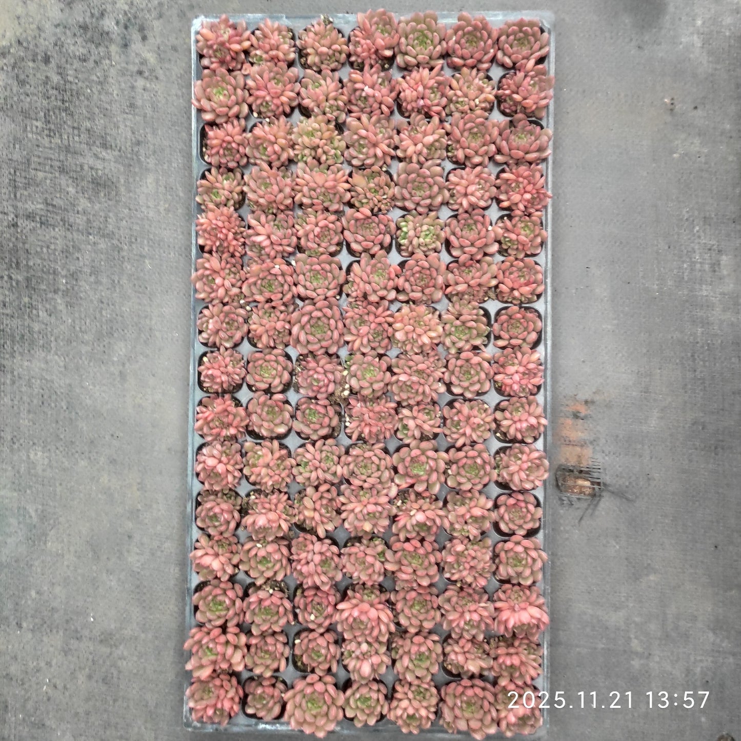 22141  ピンクルビー（3cm pot）（ポット苗）