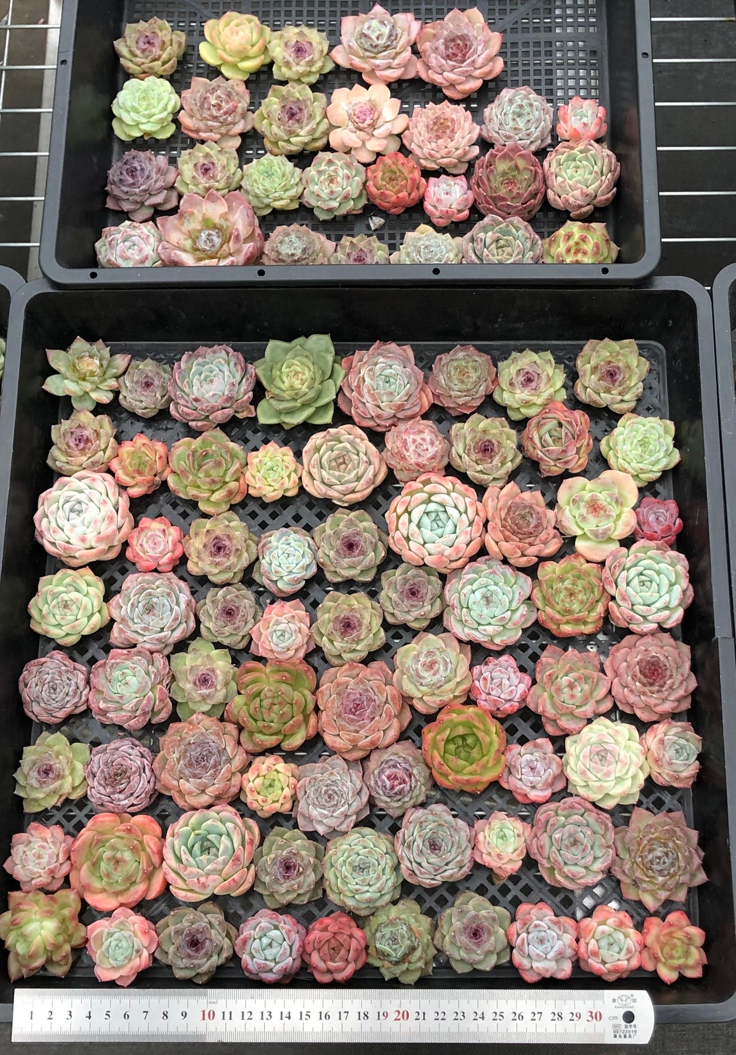 20076 ミックス苗100株（4cm pot）05