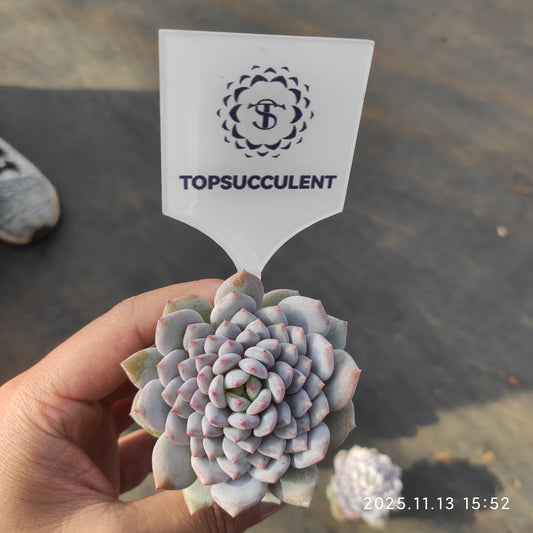 18756 スター　モンロー（5.5cm pot）