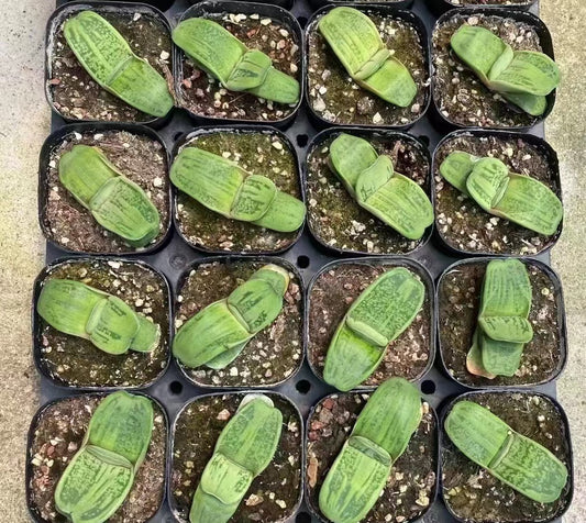 CS006 ガステリア（7cm pot）
