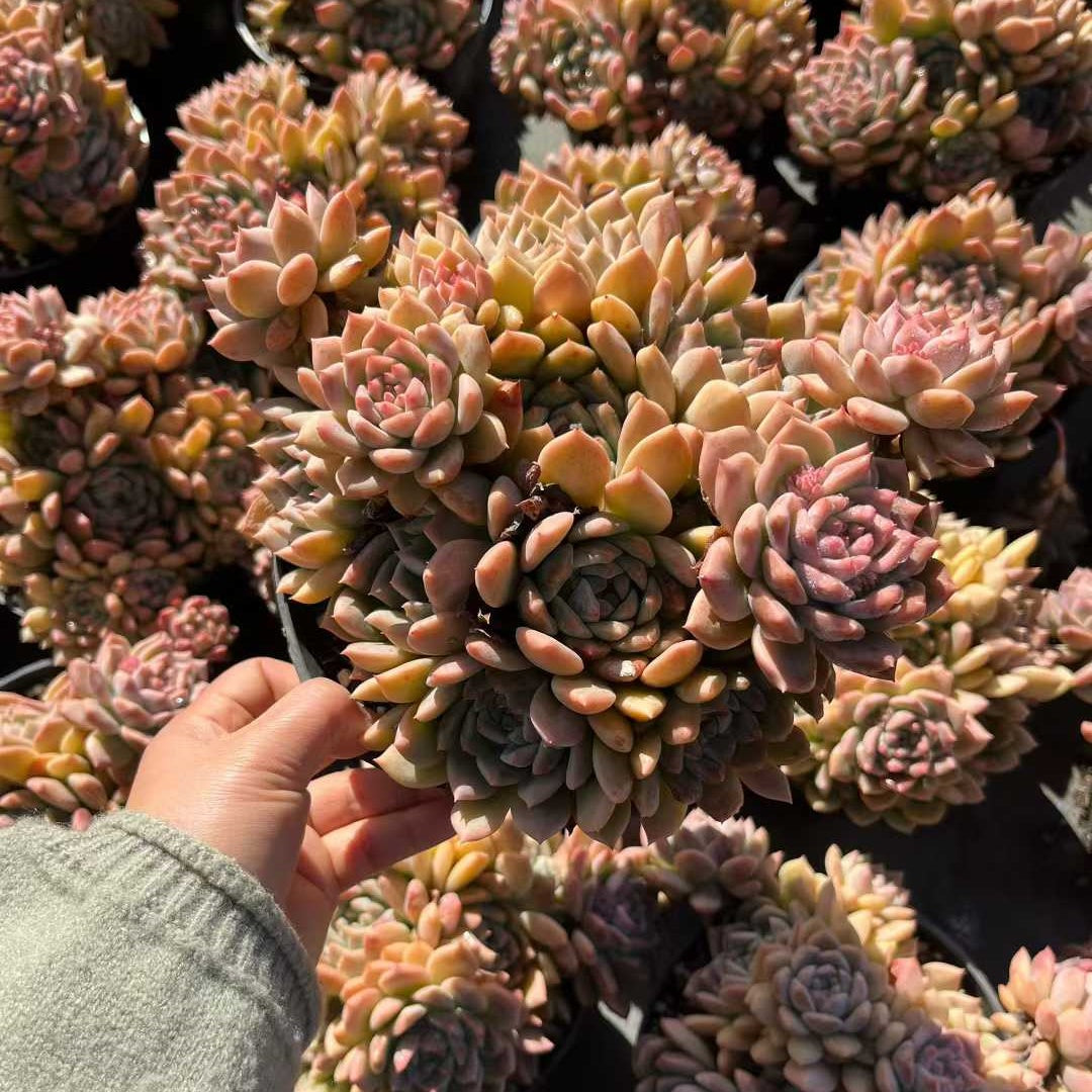 23555 ピンクアレックス（15cm pot）