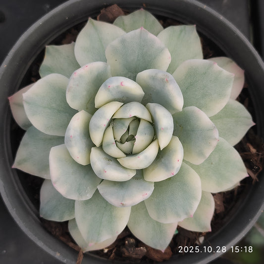 XY230 ベリー錦 （8cm pot）