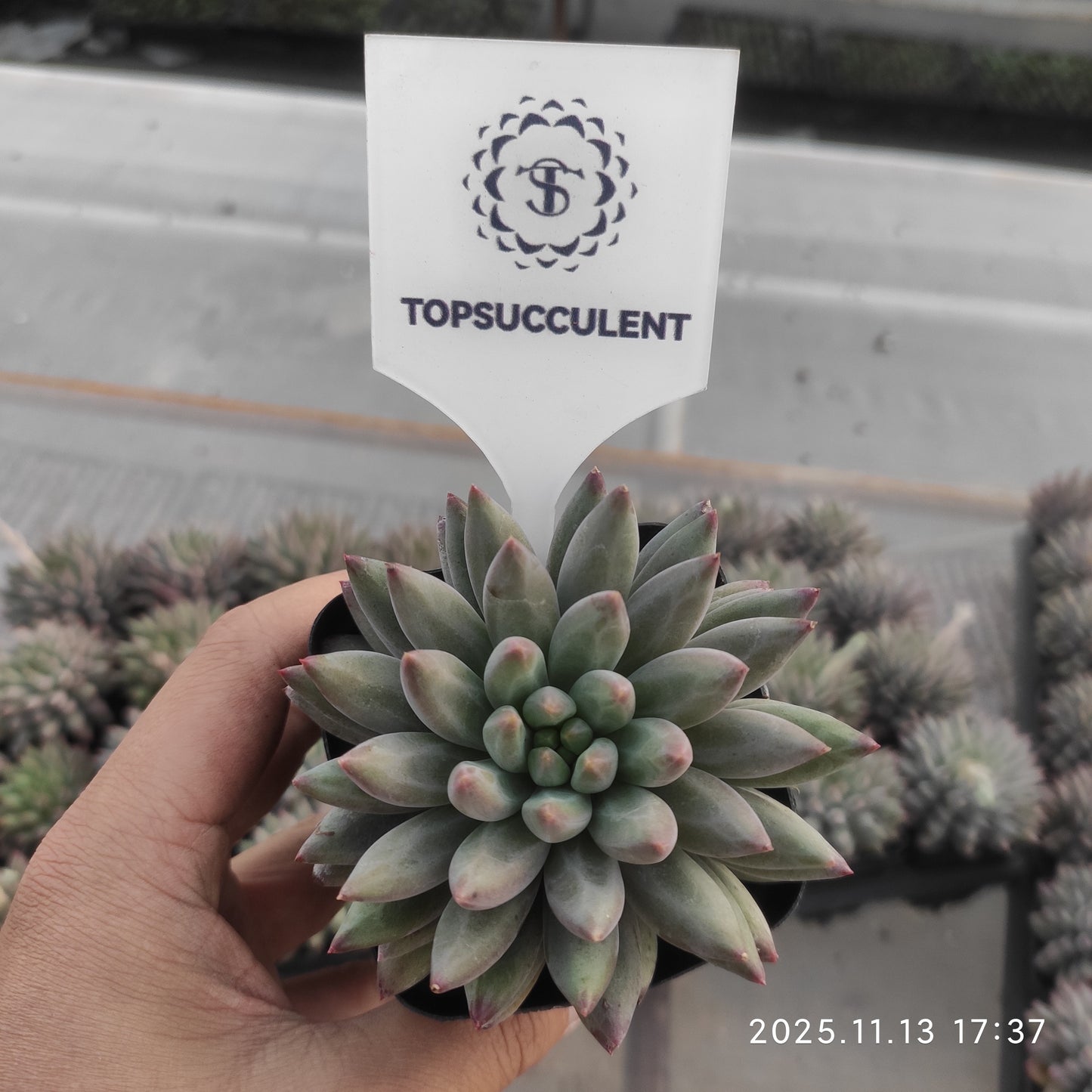 20034 チェリーズ（7cm pot）