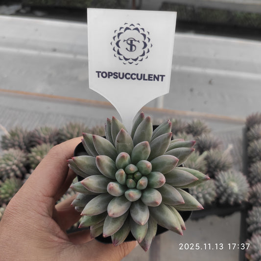 20034 チェリーズ（7cm pot）