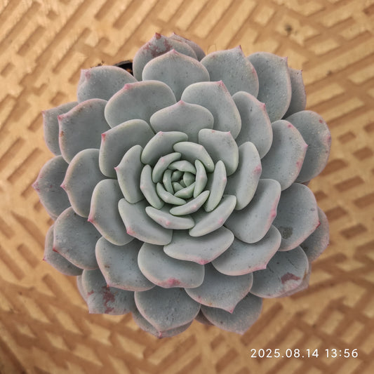 ZX237 ビゴニア（6.5cm pot）