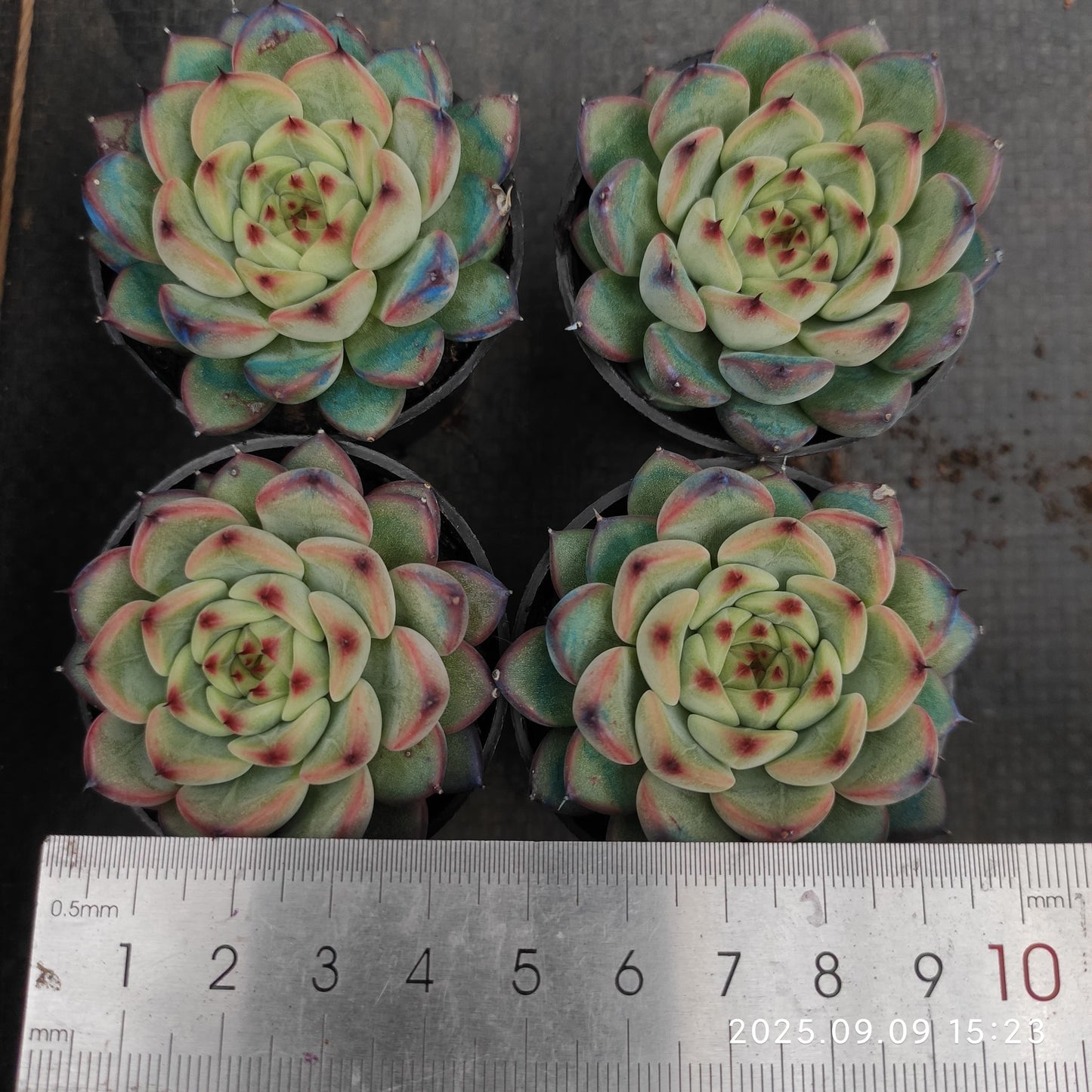 MMT885 スプリング（5.5cm pot）