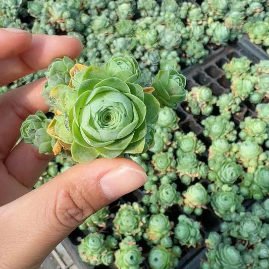 26678 ムーンライト ロータス ポンド