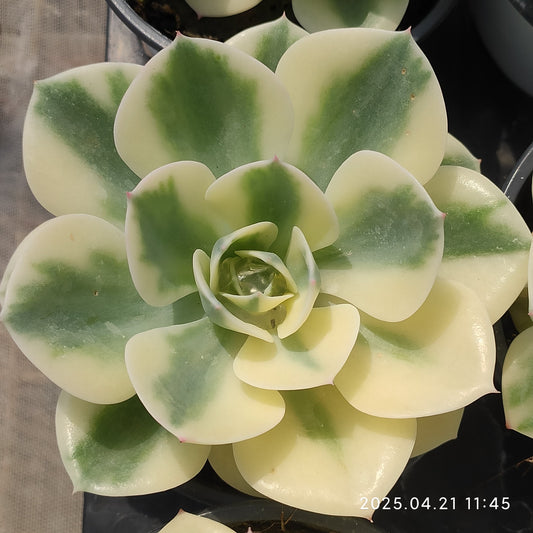 SKL187 ルノーディーン（9cm pot）