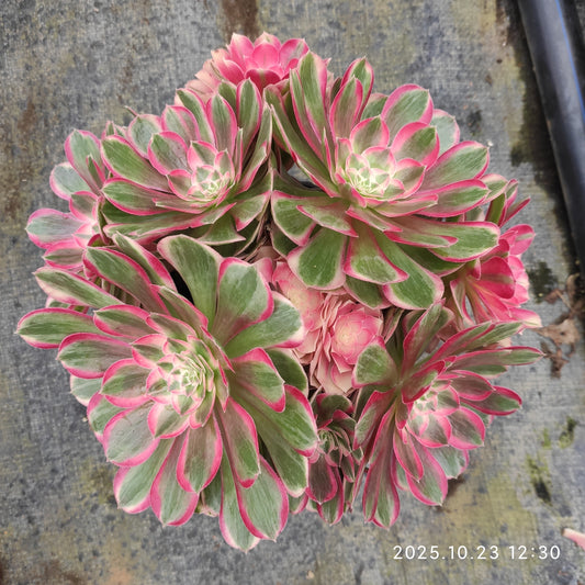 QZY001 ピーコック　フェザーズ（17cm pot）